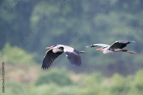 grey heron in flight © chungking