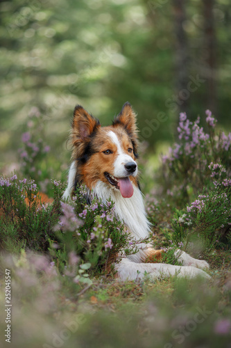 dog in heather colors. Nova Scotia Duck Tolling Retriever in the forest in nature. Life with a pet
