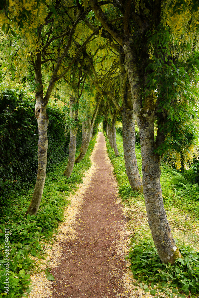Path under row of Golden Chain Laburnum trees with hanging yellow flowers in the rain at the Walled Garden of Cawdor Castle Scotland UK Path under row of Golden Chain Laburnum trees with hanging yellow flowers in the rain at the Walled Garden of Cawdor Castle Scotland UK