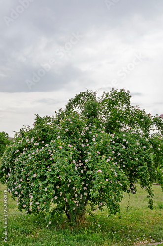 Bush with fresh bloom of wild rose, brier or Rosa canina flower in the garden, Sofia, Bulgaria 