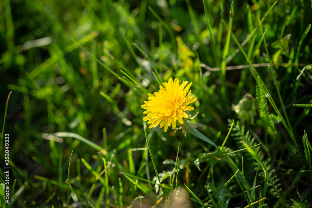 Summer green nature with dandelion