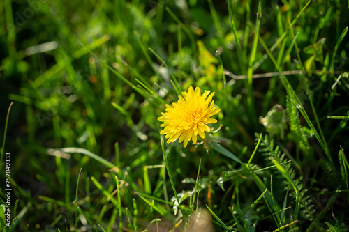 Summer green nature with dandelion