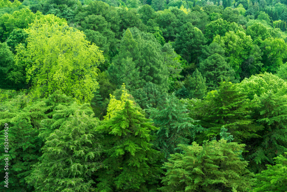 The texture of the coniferous forest. thickets of trees, vegetation. The texture of the coniferous forest. thickets of trees, vegetation.