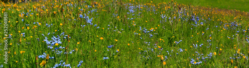 Blühende Blumenwiese im Frühling, Panorama