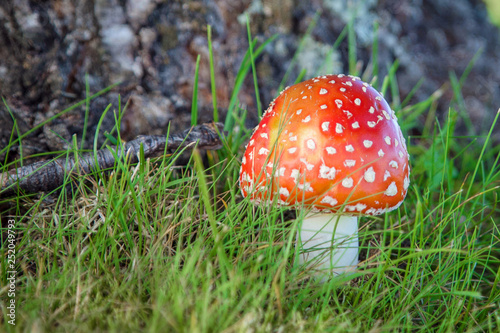 fly agaric under the tree