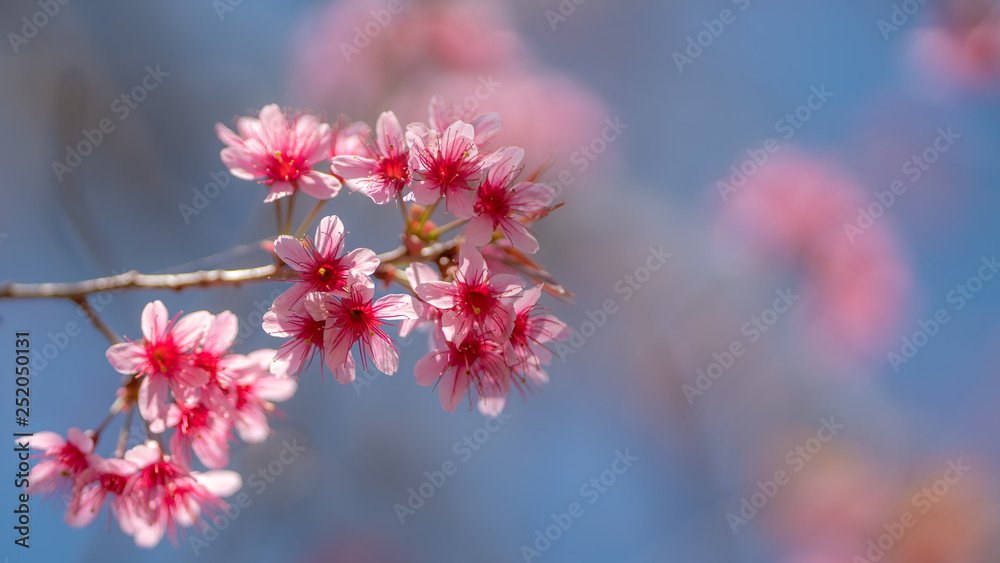 Pink Flower Branch Blurred Background Pink Flower Branch Blurred Background