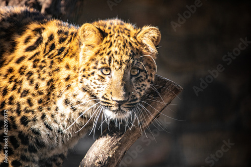 Leopard © Peter