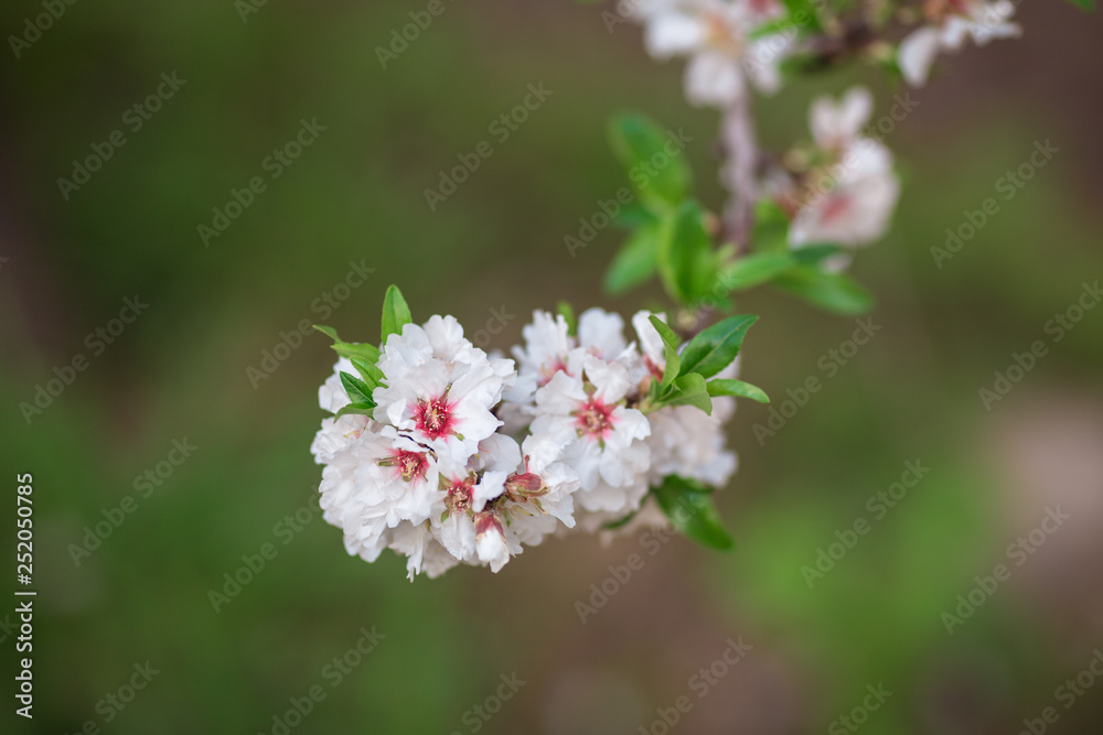 Richly flowering almond branch on green background. In the Algarve, Portugal, Europe. Richly flowering almond branch on green background. In the Algarve, Portugal, Europe.
