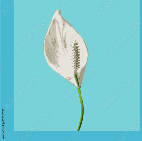 lily of the valley