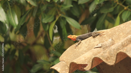 Lizard on a roof, Benin, West Africa