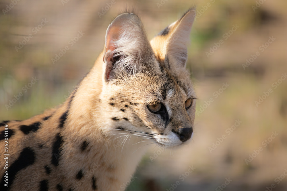 Fototapeta premium Serval