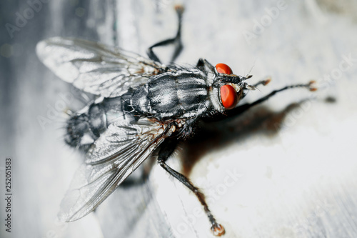 Closeup of a fly.