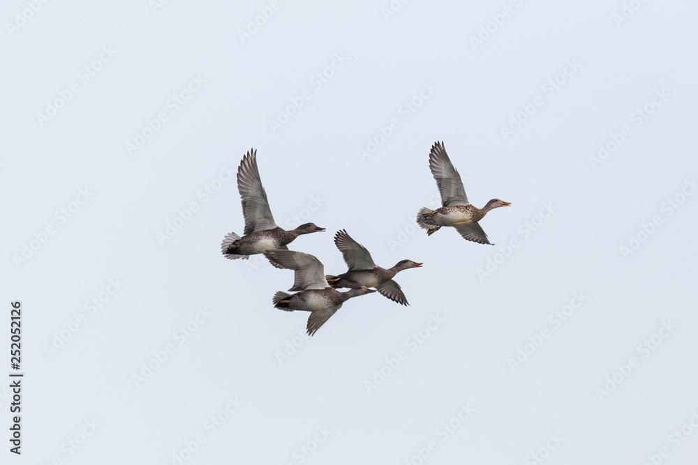 Fototapeta premium four gadwall ducks (anas strepera) in flight, spread wings
