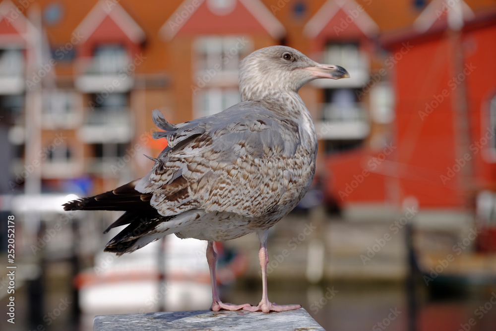 Fototapeta premium Hungrige junge Möwe am Hafen