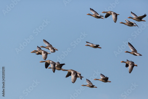 group of several gray geese (anser anser) flying in blue sky