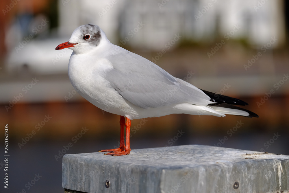 Fototapeta premium Lachmöwe im Fischereihafen