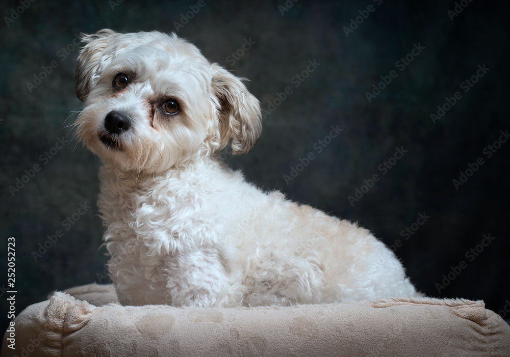 Cavachon dog bella