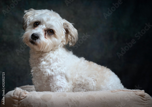 Cavachon dog bella