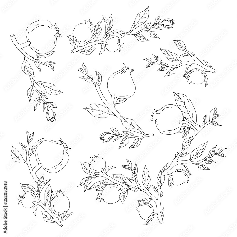 Fototapeta premium Hand drawn monochrome pomegranates for colored book isolated elements vector illustration