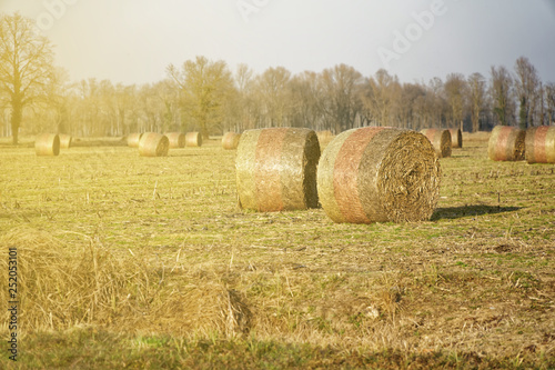Hay in roll bales after harvest on field countryside.