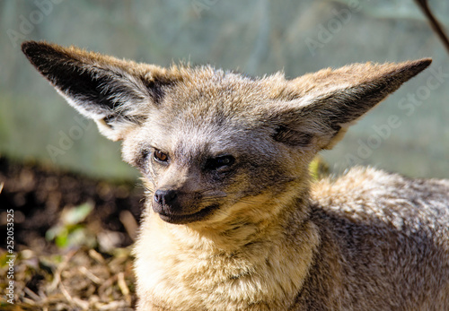 Portrait of bat-eared fox cub (Otocyon megalotis). photo