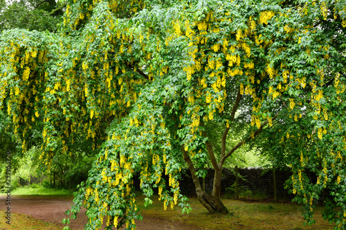 Slika na platnu Pendulous yellow pea flowers of the poisonous Golden Chain Laburnum tree in the