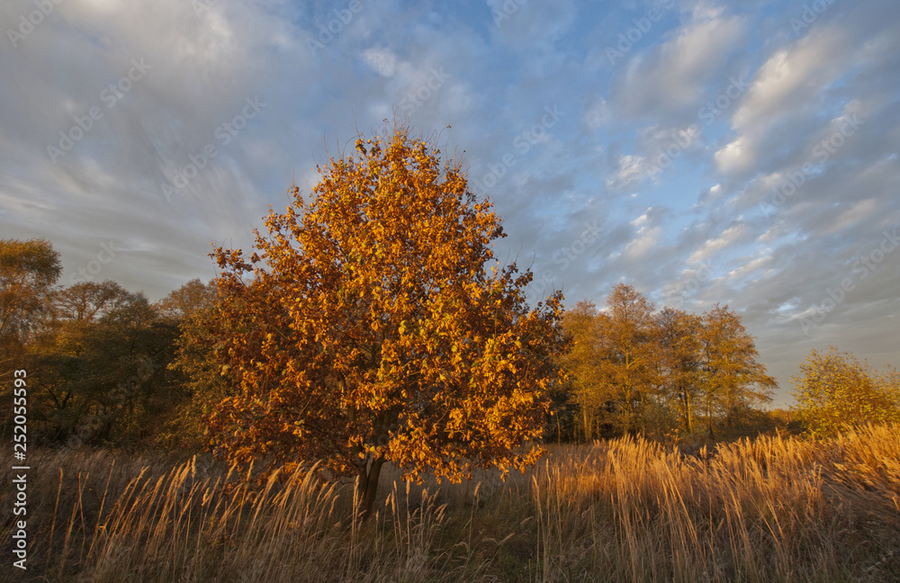 Fototapeta premium Autumn landscape with trees and blue sky