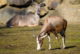 A blesbok antelope (Damaliscus pygargus) standing in grass