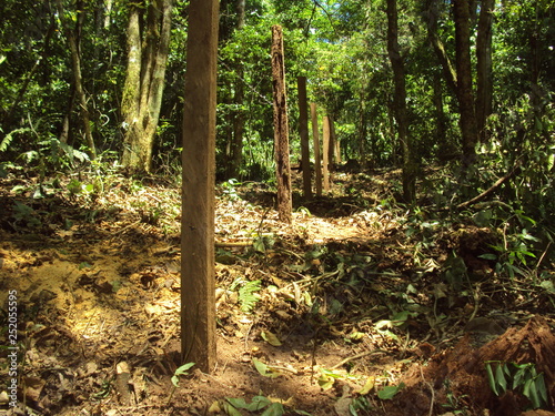 Poste de madera  photo