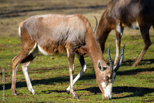 A blesbok antelope  Damaliscus pygargus  standing in grass