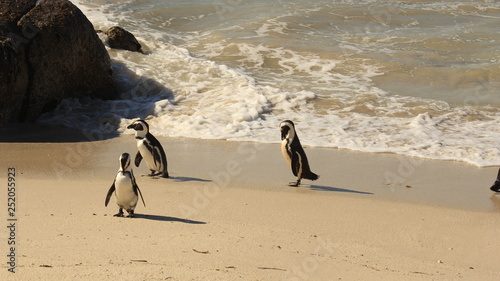 3 Penguins on the boulders beach, cape town, south africa