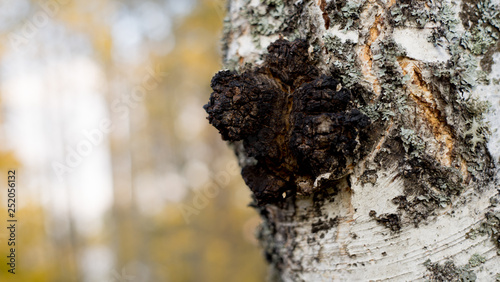 Chaga Mushroom On a Birch Tree