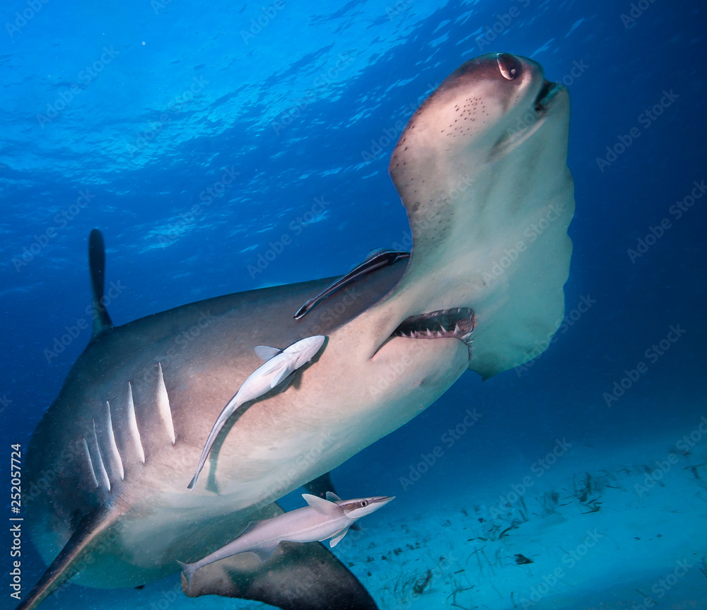Great hammerhead shark. - obrazy, fototapety, plakaty 