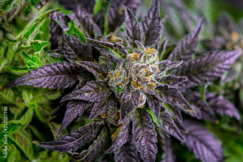 Marijuana Cannabis THC CBD Green House