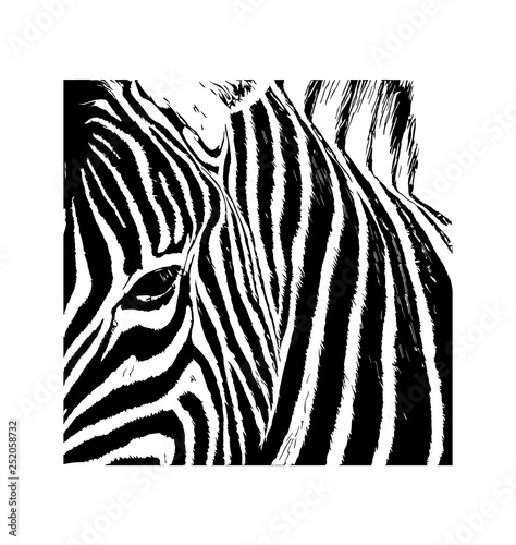 Zebra vector hand drawn graphic illustration on white background