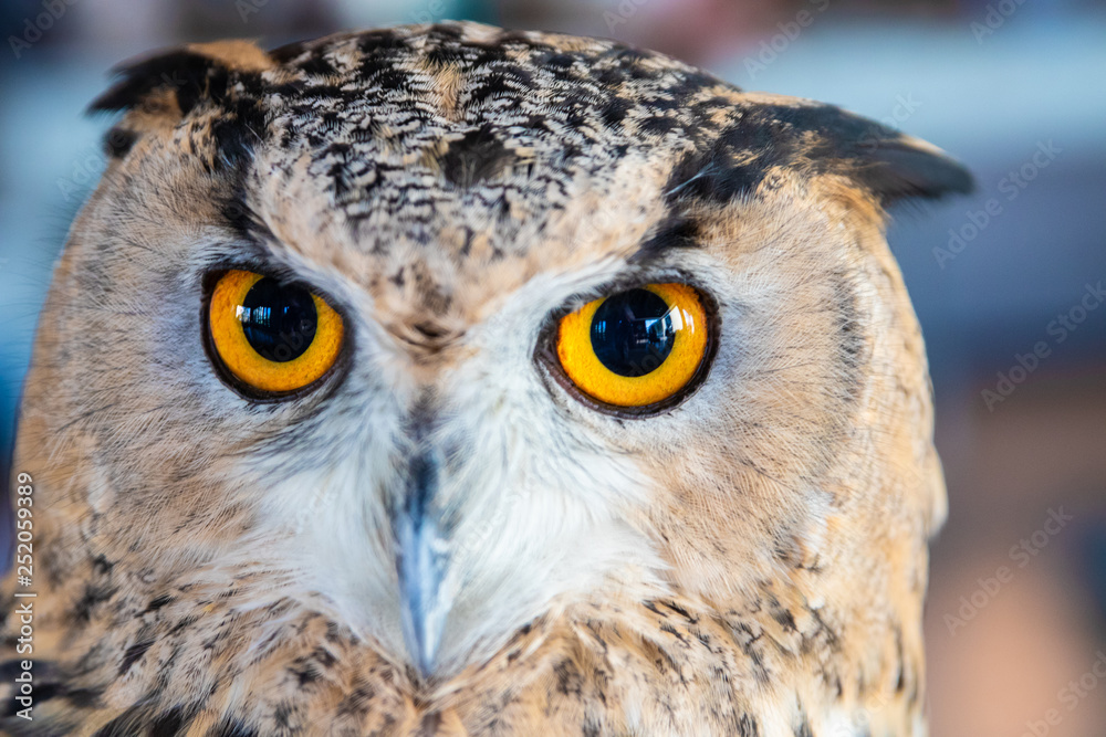 Beautiful Owl close up. Owl eyes. Background Beautiful Owl close up. Owl eyes. Background