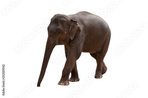 elephant isolated on white background - clipping paths.