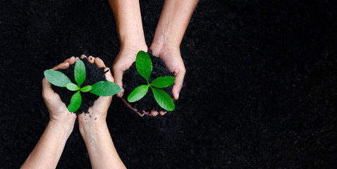 environment Earth Day In the hands of trees growing seedlings. Bokeh green Background Female hand holding tree on nature field grass Forest conservation concept