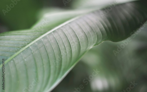 Green leaves background. Nature  plant and freshness concept