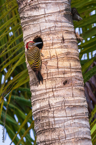 Hispaniolan Woodpecker (Melanerpes striatus) photo