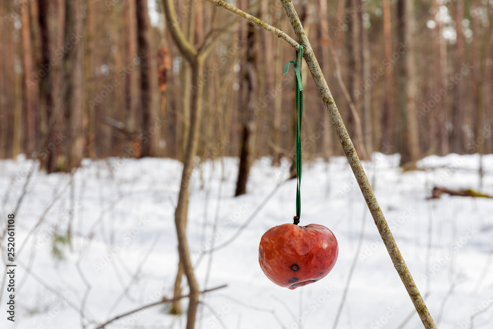 Animal feed in forest. On rope hangs an Apple in winter forest Animal feed in forest. On rope hangs an Apple in winter forest