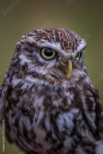 Little owl (Athene noctua)