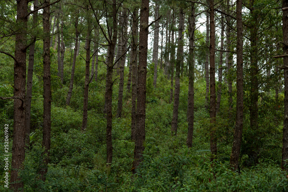 Obraz premium pine tree in green forest.