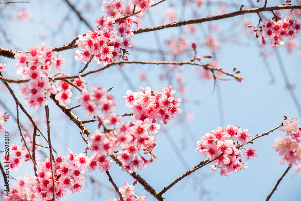 Cherry blossom flowers , sakura flowers on sky background. Cherry blossom flowers , sakura flowers on sky background.