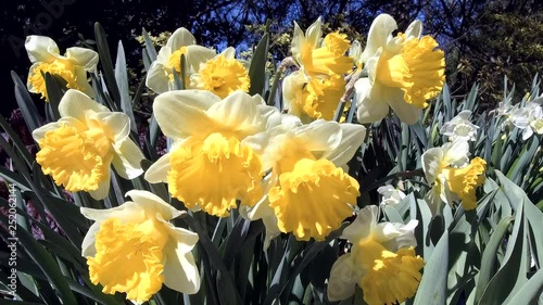 Field of yellow Daffodils.