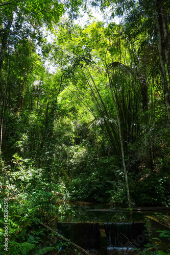 jungle forest, Khao Sok, Thailand