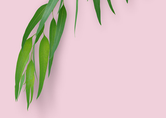 Tropical spring leaves, plant in pink pastel background