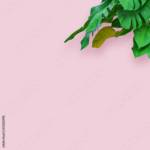 Tropical spring leaves, plant in pink pastel background