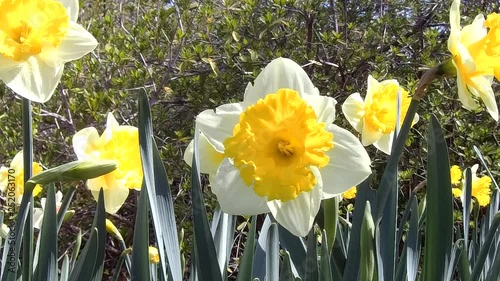 Field of yellow Daffodils.