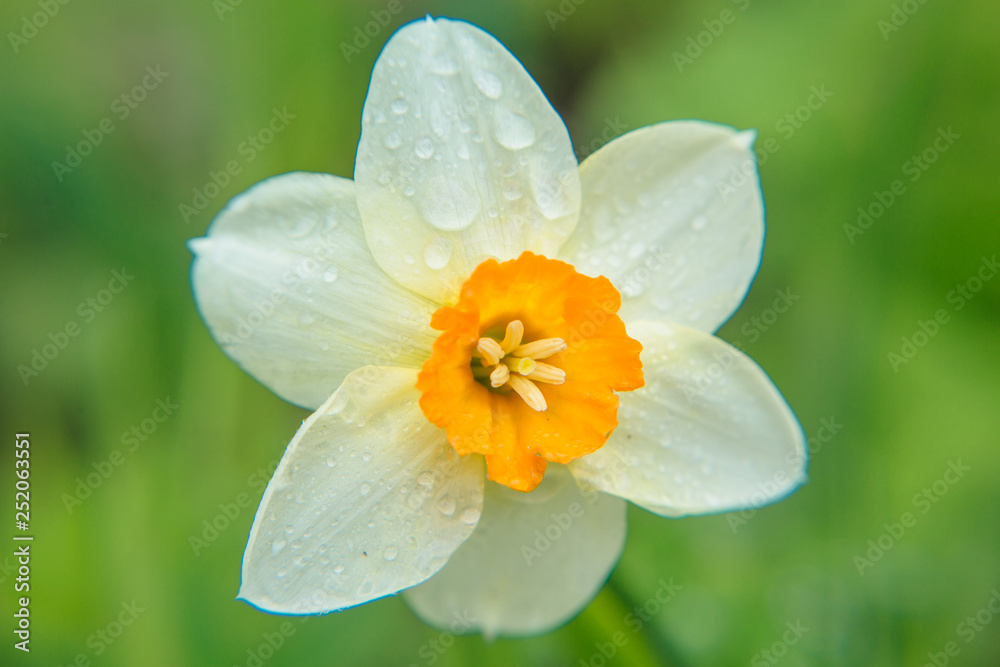 White Narcissus in the garden with rainfrops on petals White Narcissus in the garden with rainfrops on petals